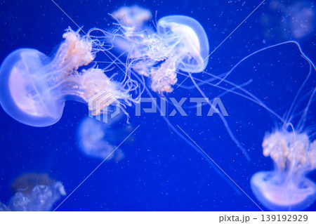 青い海を漂うクラゲ 幻想的な水中イメージ背景素材 青い海を漂うクラゲ 幻想的な水中イメージ背景素材 139192929