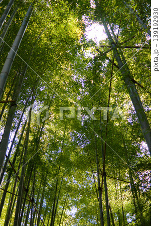 光が差し込む竹林 見上げ構図の自然背景素材 光が差し込む竹林 見上げ構図の自然背景素材 139192930