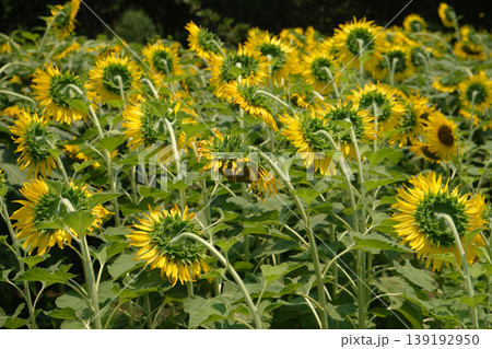 Sunflower Field Sunflower Field 139192950