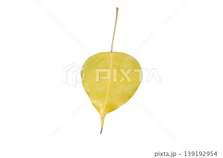 Peepal Leaf also known as Bodhi leaf 139192954