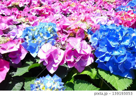色鮮やかなあじさいの花 色鮮やかなあじさいの花 139193053