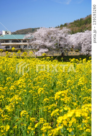 菜の花公園　菜の花と桜（長野県飯山市） 139193260