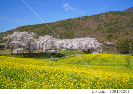 菜の花公園　菜の花と桜（長野県飯山市） 139193261
