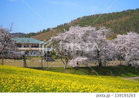 菜の花公園　菜の花と桜（長野県飯山市） 139193263
