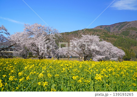 菜の花公園 菜の花と桜(長野県飯山市) 菜の花公園 菜の花と桜(長野県飯山市) 139193265