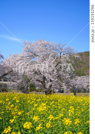 菜の花公園 菜の花と桜(長野県飯山市) 菜の花公園 菜の花と桜(長野県飯山市) 139193266