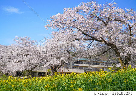 菜の花公園 菜の花と桜(長野県飯山市) 菜の花公園 菜の花と桜(長野県飯山市) 139193270