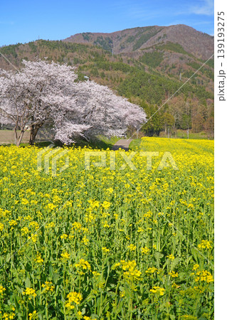 菜の花公園 菜の花と桜(長野県飯山市) 菜の花公園 菜の花と桜(長野県飯山市) 139193275