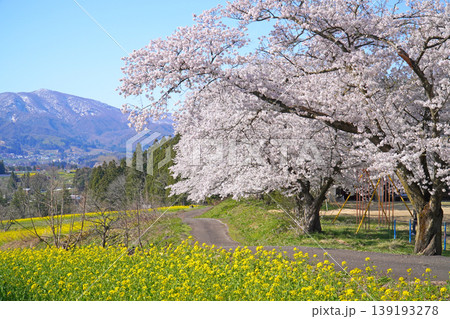 菜の花公園 菜の花と桜(長野県飯山市) 菜の花公園 菜の花と桜(長野県飯山市) 139193278