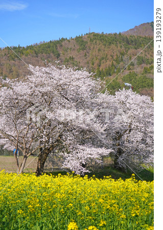 菜の花公園 菜の花と桜(長野県飯山市) 菜の花公園 菜の花と桜(長野県飯山市) 139193279