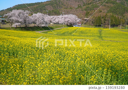 菜の花公園　菜の花と桜（長野県飯山市） 139193280