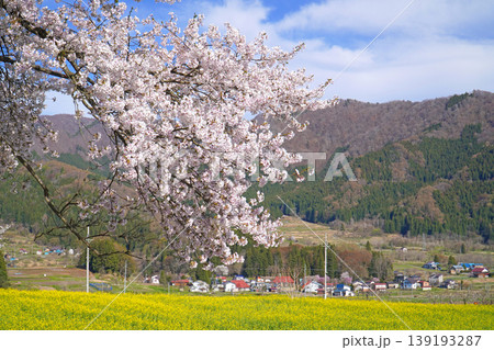 菜の花公園　菜の花と桜（長野県飯山市） 139193287