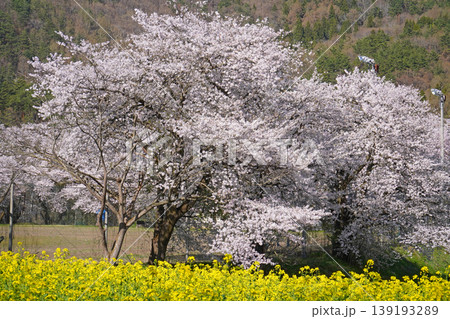 菜の花公園　菜の花と桜（長野県飯山市） 139193289