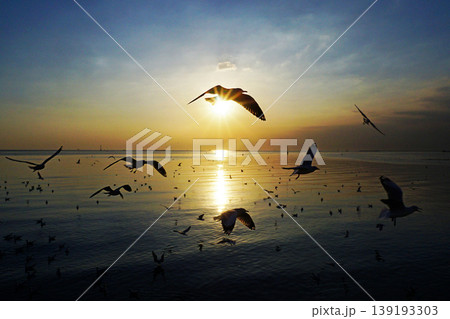 seagull seagull 139193303