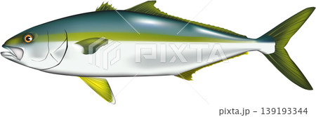 魚イラスト ヒラマサ ベクター形式 白背景単体 魚イラスト ヒラマサ ベクター形式 白背景単体 139193344