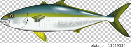 魚イラスト ヒラマサ ベクター形式 白背景単体 魚イラスト ヒラマサ ベクター形式 白背景単体 139193344