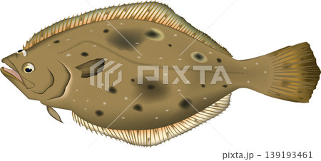 魚イラスト ヒラメ ベクター形式 白背景単体 魚イラスト ヒラメ ベクター形式 白背景単体 139193461