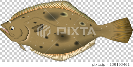 魚類插圖：比目魚，向量格式，白色背景（單張圖片） 139193461
