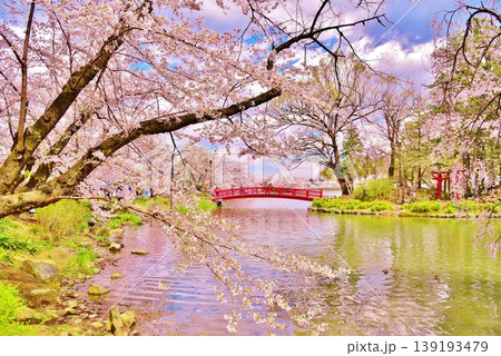 満開に咲く長野県須坂市臥竜公園の桜 満開に咲く長野県須坂市臥竜公園の桜 139193479