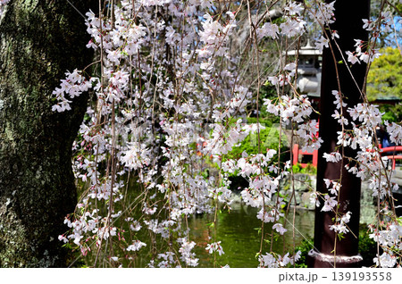 三島大社 しだれ桜 三島大社 しだれ桜 139193558