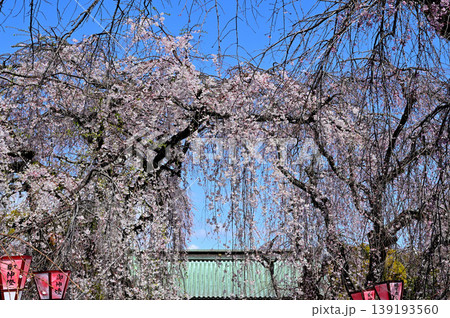 三島大社 しだれ桜 三島大社 しだれ桜 139193560