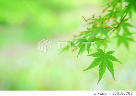 新緑の青もみじとやわらかな光の背景 139193708