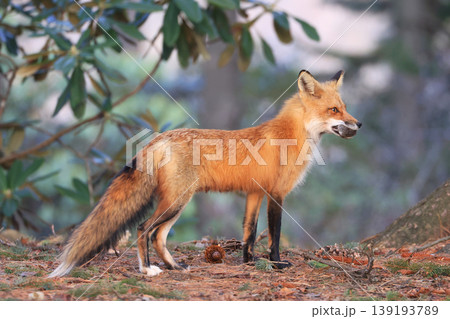 Mother red fox portrait in the forest with green background, Canada Mother red fox portrait in the forest with green background, Canada 139193789