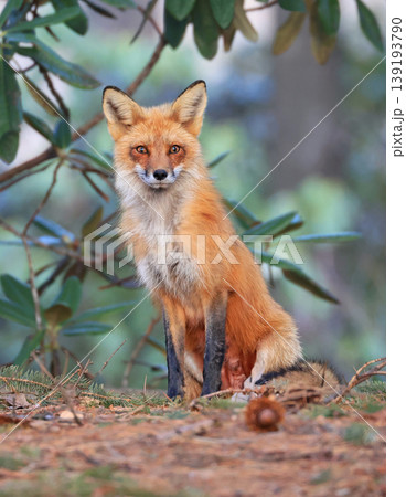Mother red fox portrait in the forest with green background, Canada 139193790