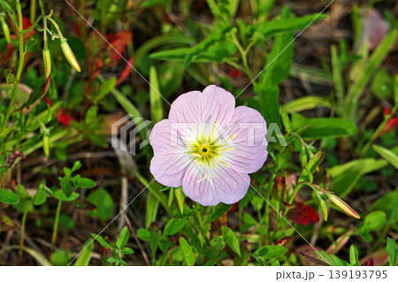 ピンク色のヒルザキツキミソウの花(春、四月) ピンク色のヒルザキツキミソウの花(春、四月) 139193795