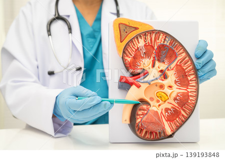 Kidney disease, Chronic kidney disease ckd, Doctor hold human model to treat and study in hospital. Kidney disease, Chronic kidney disease ckd, Doctor hold human model to treat and study in hospital. 139193848
