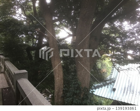 鎌倉＆江ノ島散策　2024年版 木々の間から見える鳥居 139193861
