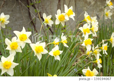 春の庭に咲くラッパスイセンの花 春の庭に咲くラッパスイセンの花 139194067