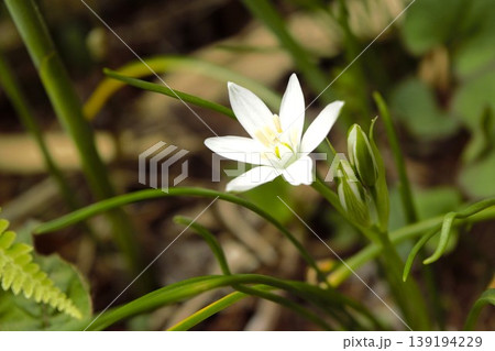 オオアマナの白い星形の花 139194229