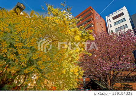 ミモザと桜のある風景 ミモザと桜のある風景 139194328