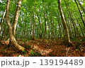 鳥海山麓の春の橅林 139194489