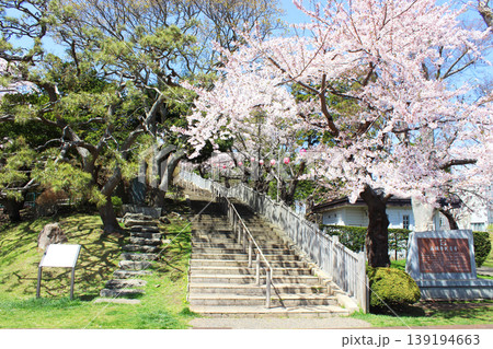 函館公園の桜 函館公園の桜 139194663