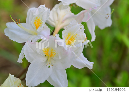 春の訪れ　ツツジの仲間　八色の森公園　 139194901