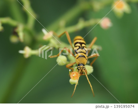 ハチに擬態していると言われるヨツスジトラカミキリ、ヤブガラシの花の上で 139195074