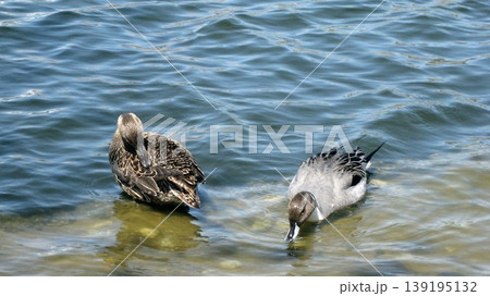 池で寛いでいるオナガガモのペア 池で寛いでいるオナガガモのペア 139195132