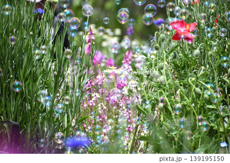 お花畑で舞うシャボン玉 お花畑で舞うシャボン玉 139195150