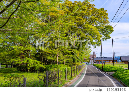 新緑の仙台木ノ下公園 薬師堂 139195168