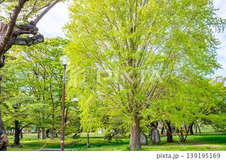新緑の仙台木ノ下公園 薬師堂 139195169