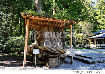 小國神社 大杉 小國神社 大杉 139195223