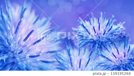Floral  background. Purple thorny thistle flower. Closeup.  Nature. 139195268