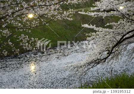 霞城公園 山形城堀の桜花いかだ 霞城公園 山形城堀の桜花いかだ 139195312