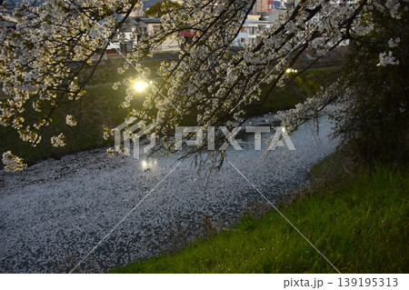 霞城公園　山形城堀の桜花いかだ 139195313
