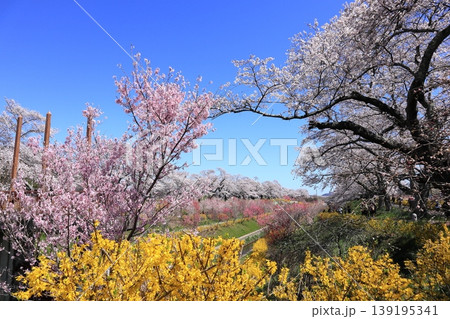 白石川千桜公園 白石川千桜公園 139195341