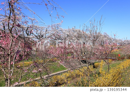白石川千桜公園 139195344