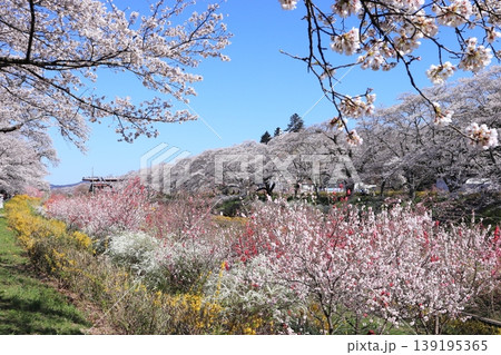 白石川千桜公園 139195365
