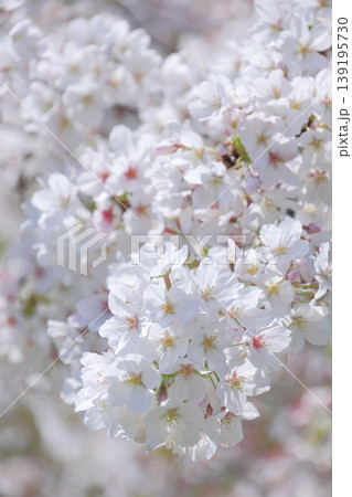 春の光と桜 139195730